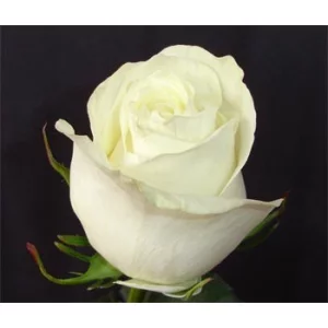 Роза "Star polar"